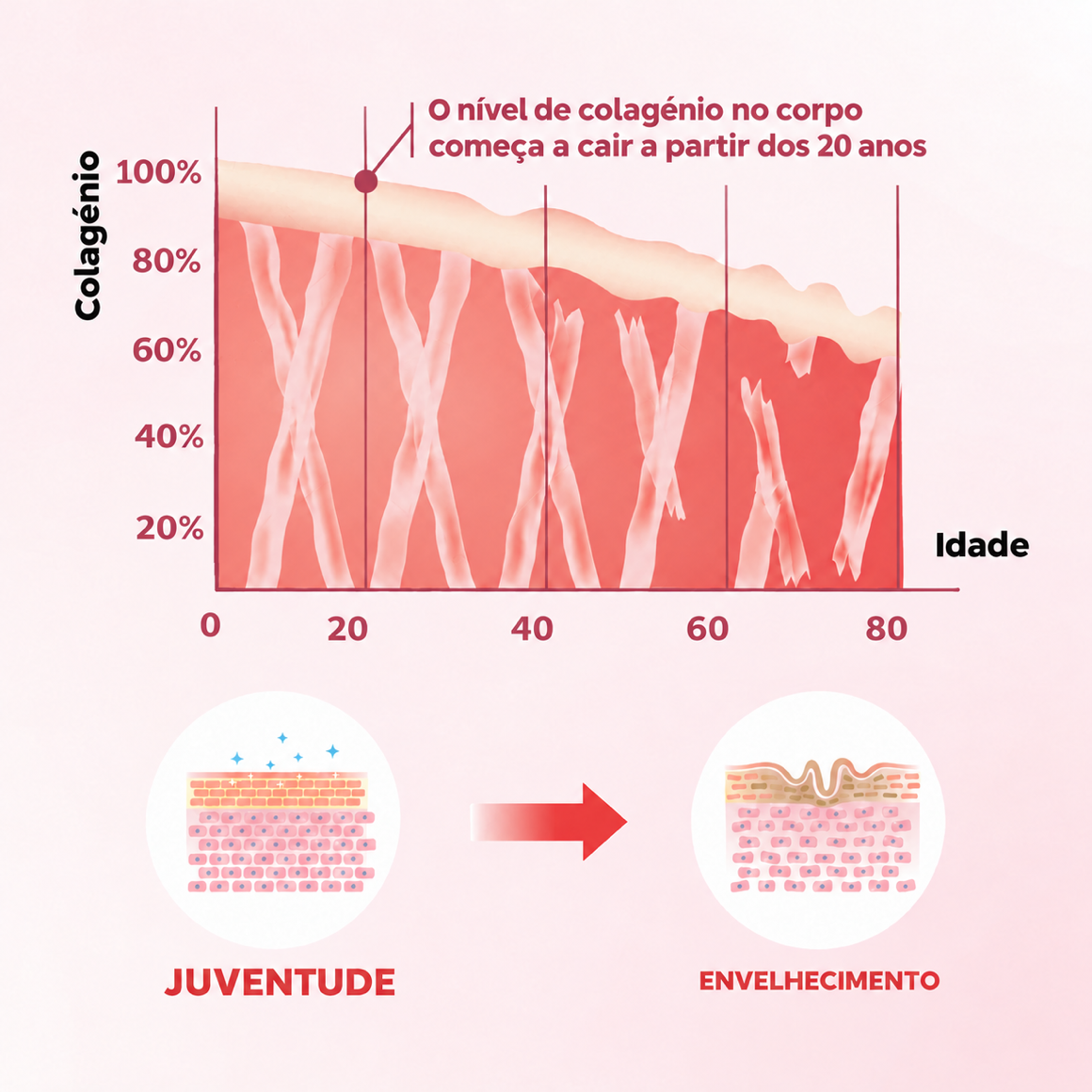 Gráfico que mostra a queda do colagénio com a idade e o efeito na estrutura da pele, da juventude ao envelhecimento.